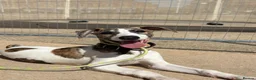 Whippet dogs for sale: EUROPEAN KC BRINDLE WHIPPET - Advert 5