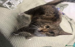 Bengal cats for sale: Bengal boy  - Image 6