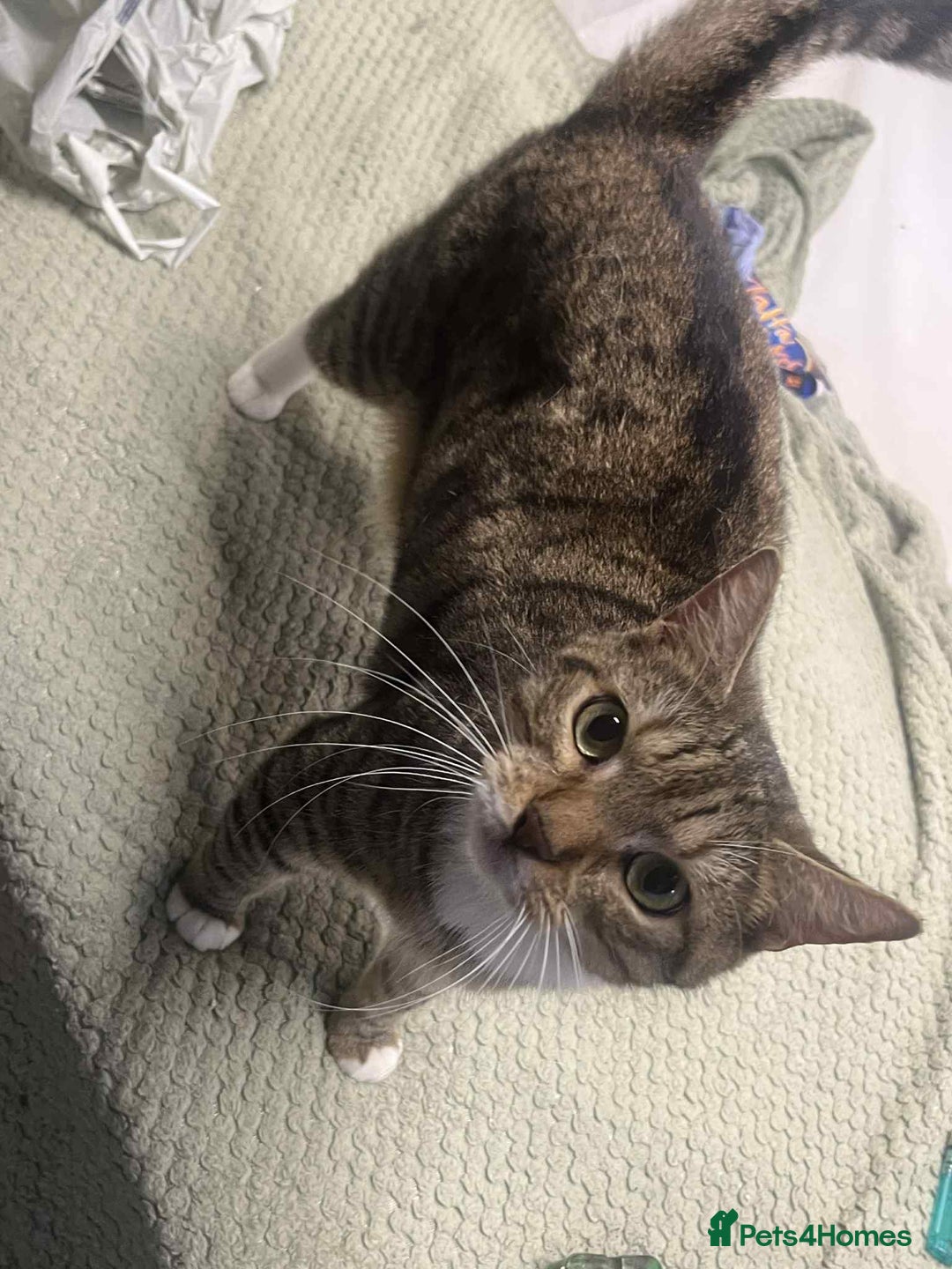 Bengal cats for sale: Bengal boy  - Image 6