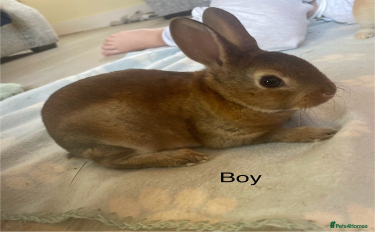 Rex rabbits 💖 mini Rex 💙 - Advert 3