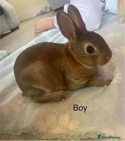 Rex rabbits 💖 mini Rex 💙 - Advert 3
