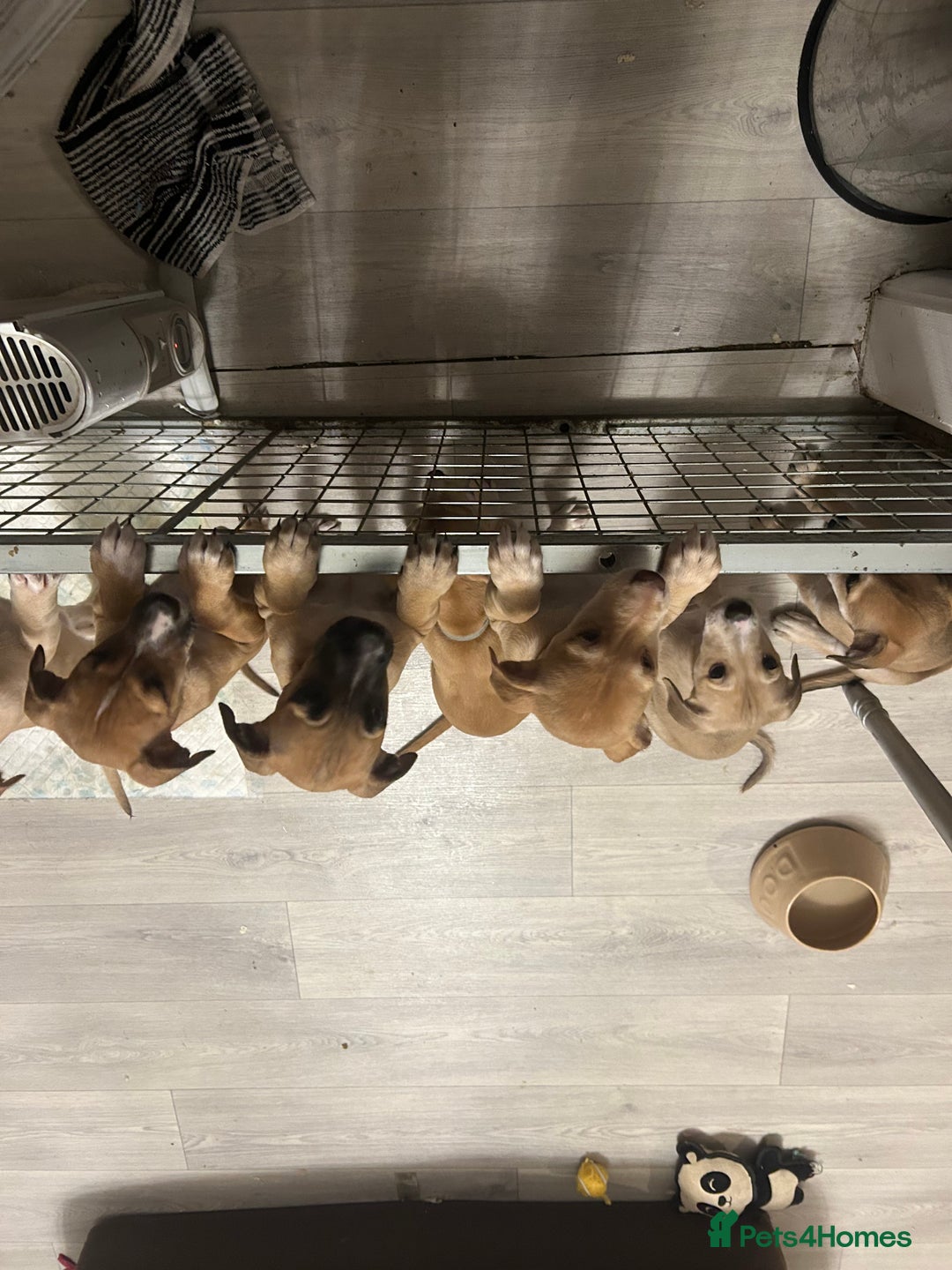 Mixed Breed dogs for sale: Salukigrey/bullgrey hound - Advert 8