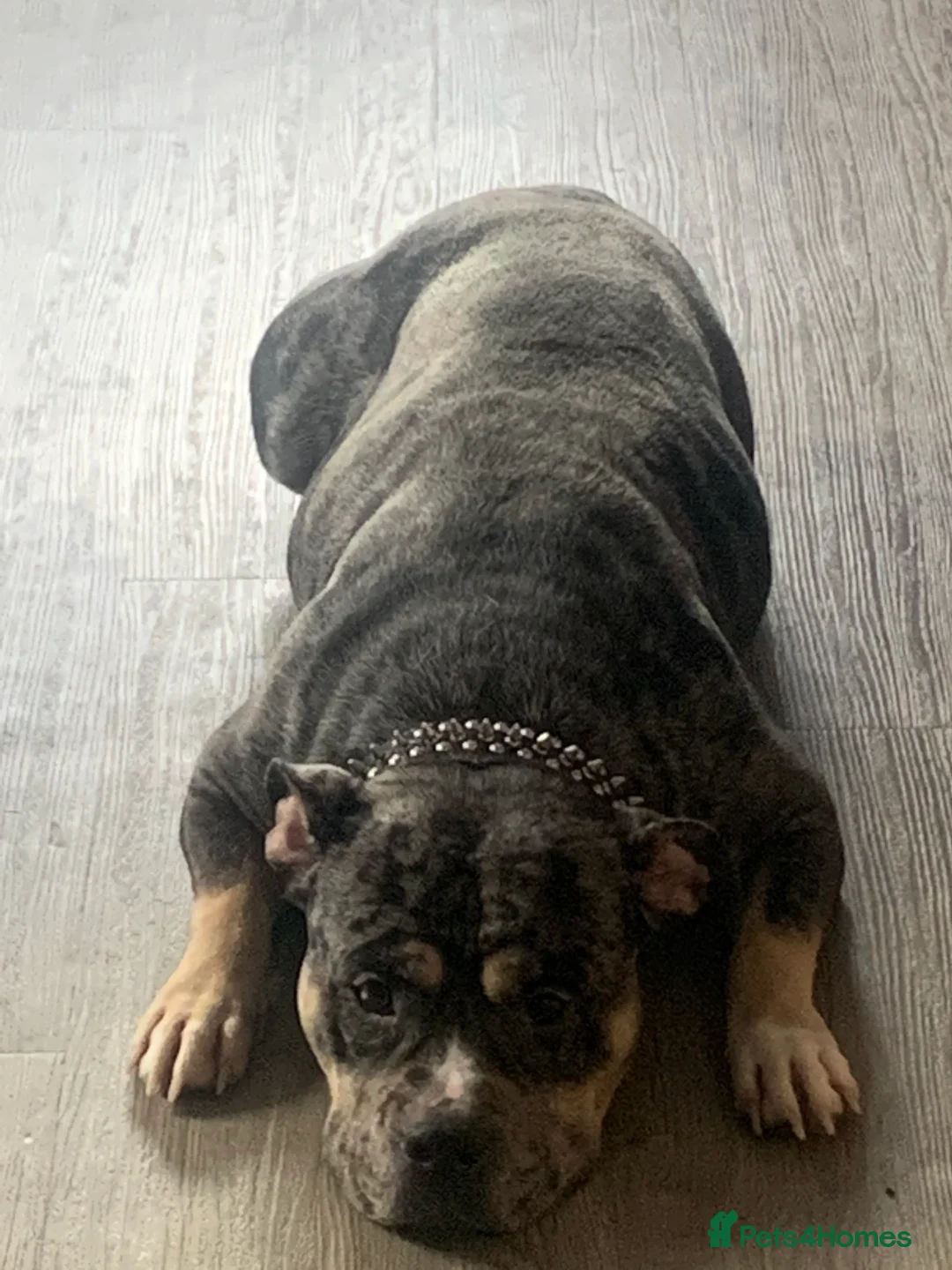 American Bully dogs for sale: Girl pocket bully - Advert 7