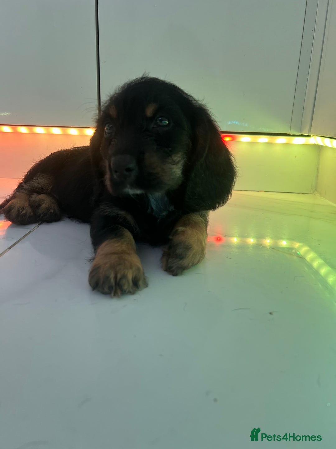 Mixed Breed dogs for sale: Bassett hound x - Image 4