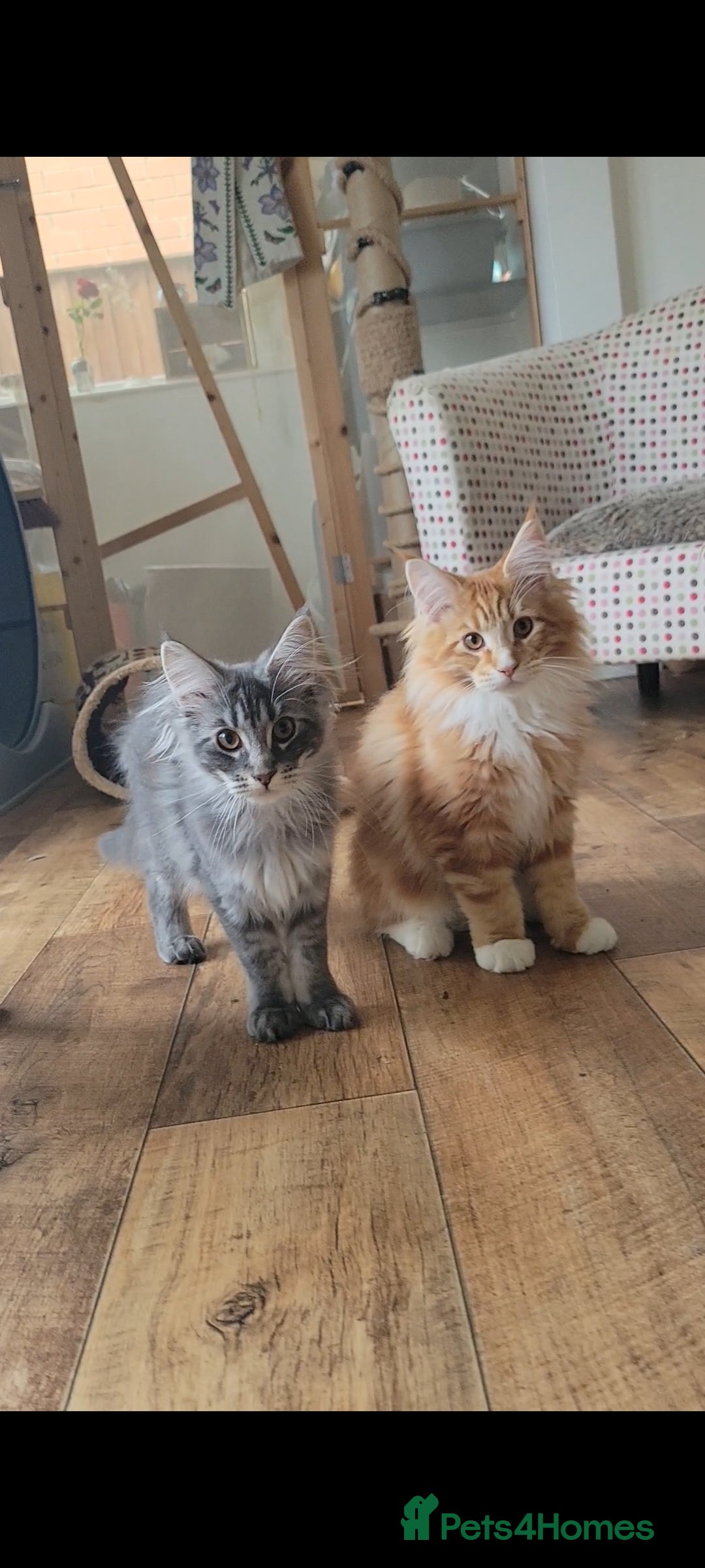 Maine Coon cats Orange & Silver Mainecoon Kittens in Leeds - Advert 1