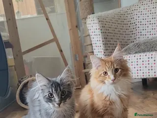 Maine Coon cats Orange & Silver Mainecoon Kittens in Leeds - Advert 1