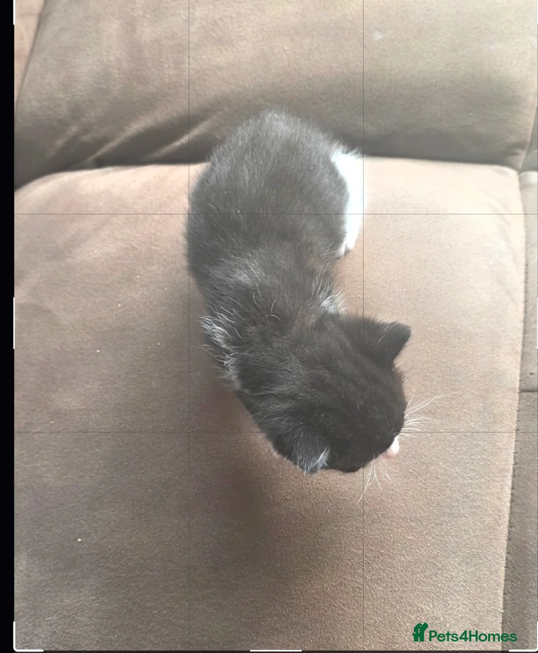 Mixed Breed cats for sale: 6  male cats for sale  - Advert 2