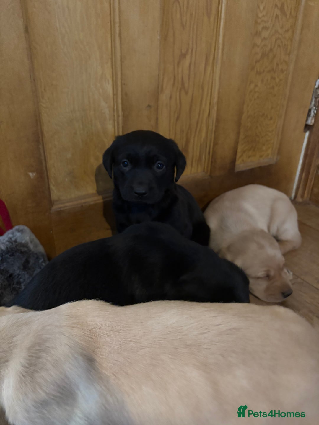 Labrador Retriever dogs for sale: 🐶KC Registered Labradors 🐶 - Advert 9