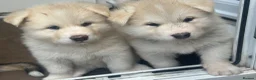 Alaskan Malamute dogs for sale: Rare big pure Alaskan Malamute pups in Wolverhampton - Advert 7
