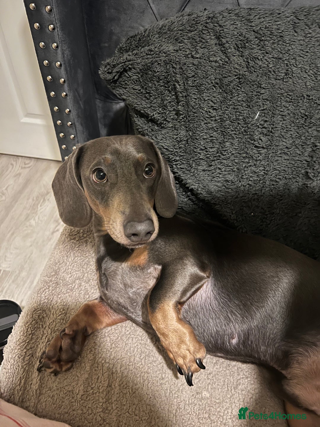 Dachshund dogs for sale: Grey and Tan Male Dachshund 17 months old - Advert 14