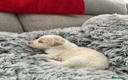 Cockapoo dogs for sale:   🐾 Cockapoo Puppies 🐶  - Image 18
