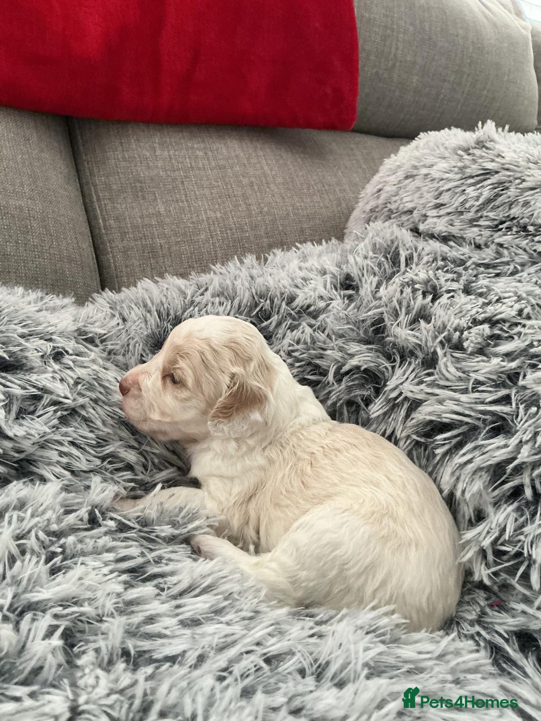 Cockapoo dogs for sale:   🐾 Cockapoo Puppies 🐶  - Image 18
