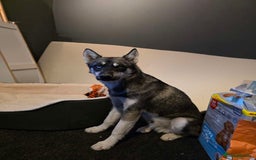 Siberian Husky dogs for sale: Siberian husky 6 months old - Image 9