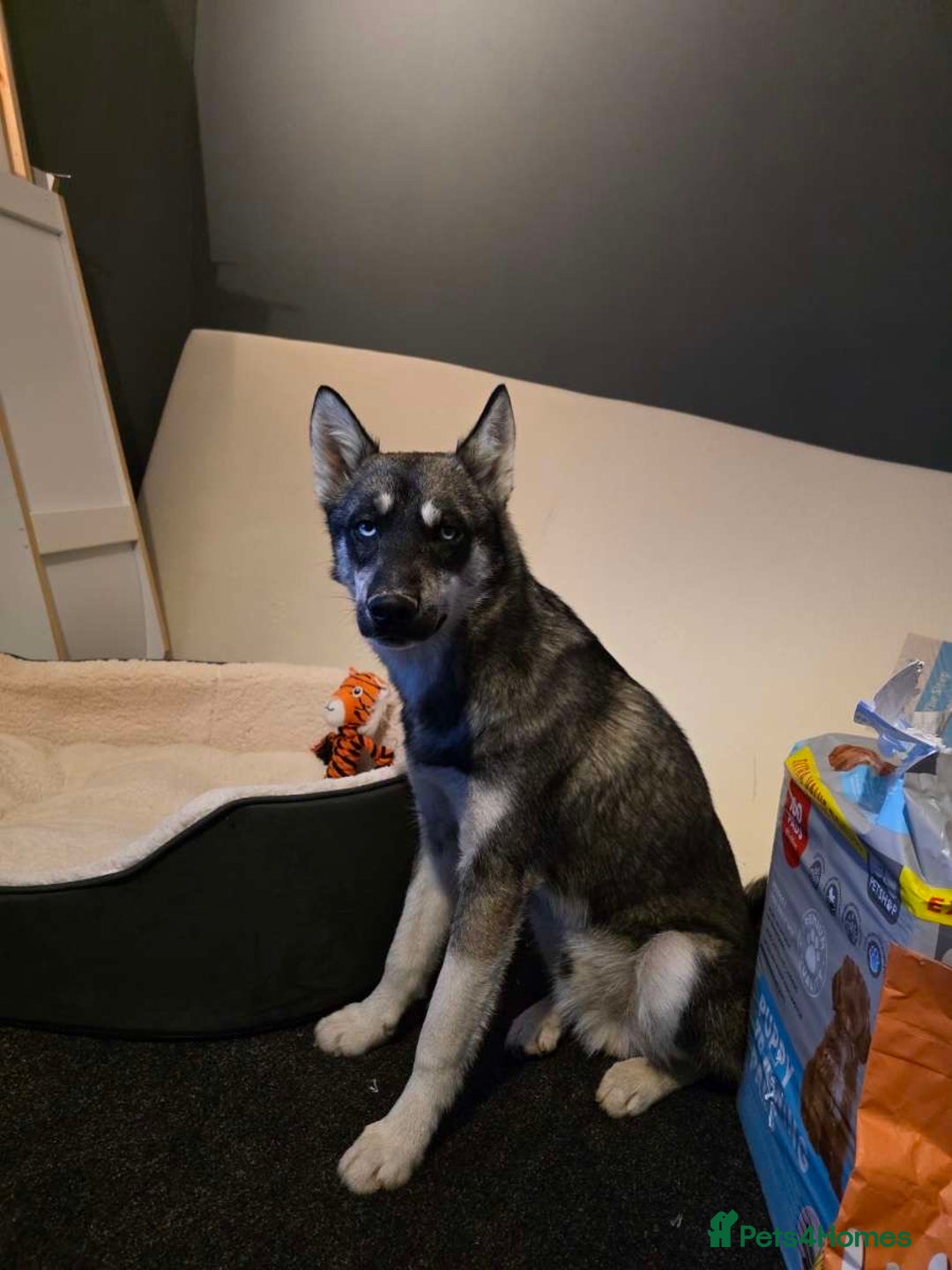 Siberian Husky dogs for sale: Siberian husky 6 months old - Image 9