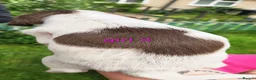 Mixed Breed dogs for sale: Cocker x sprollie  - Advert 14