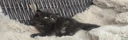 Maine Coon cats for sale: Adorable big Mainecoon babies  - Advert 18