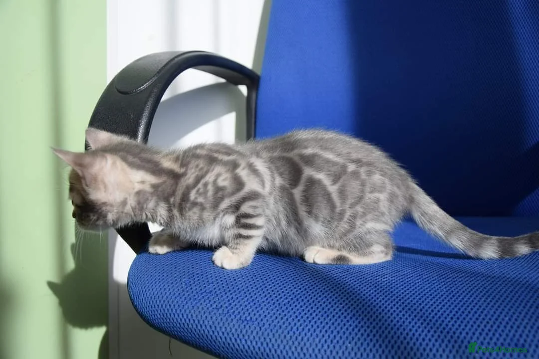 Bengal cats for sale: Male and Femal Bengal kitten available TICA  - Advert 7