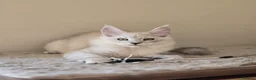 Maine Coon cats for sale: Stunning Silver Shaded Maine Coon kittens - Advert 15