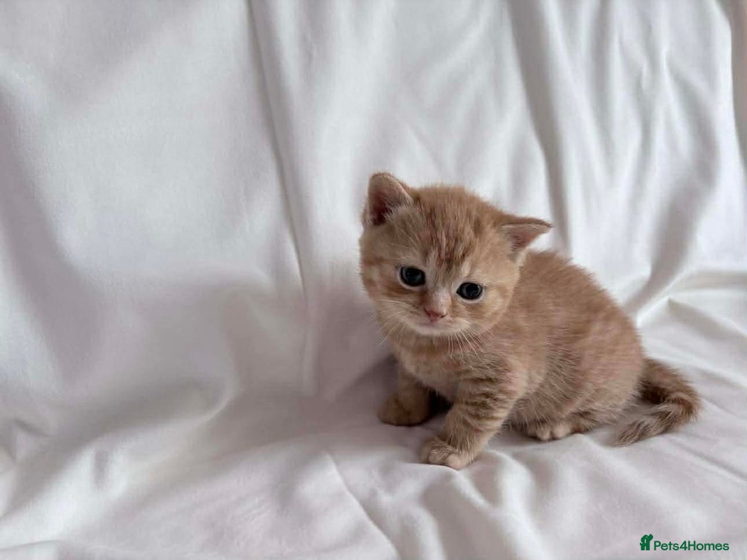 British Shorthair cats for sale: Outstanding British Shorthair Kittens - Advert 9