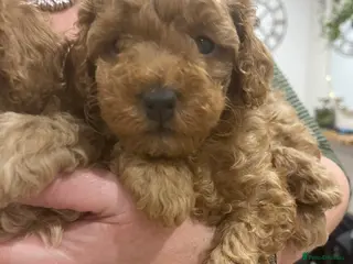 Toy Poodle dogs Beautiful toy poodle puppy bitch available - Advert 2
