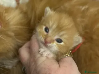 Persian cats Persian cross ginger kittens x8 - Advert 5