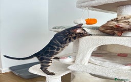 Bengal cats for sale: 🖤 TICA REGISTERED 🔥 ONLY 1 LEFT 🩶  - Image 35