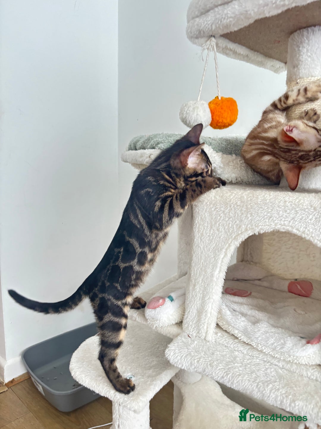 Bengal cats for sale: 🖤 TICA REGISTERED 🔥 ONLY 1 LEFT 🩶  - Image 35