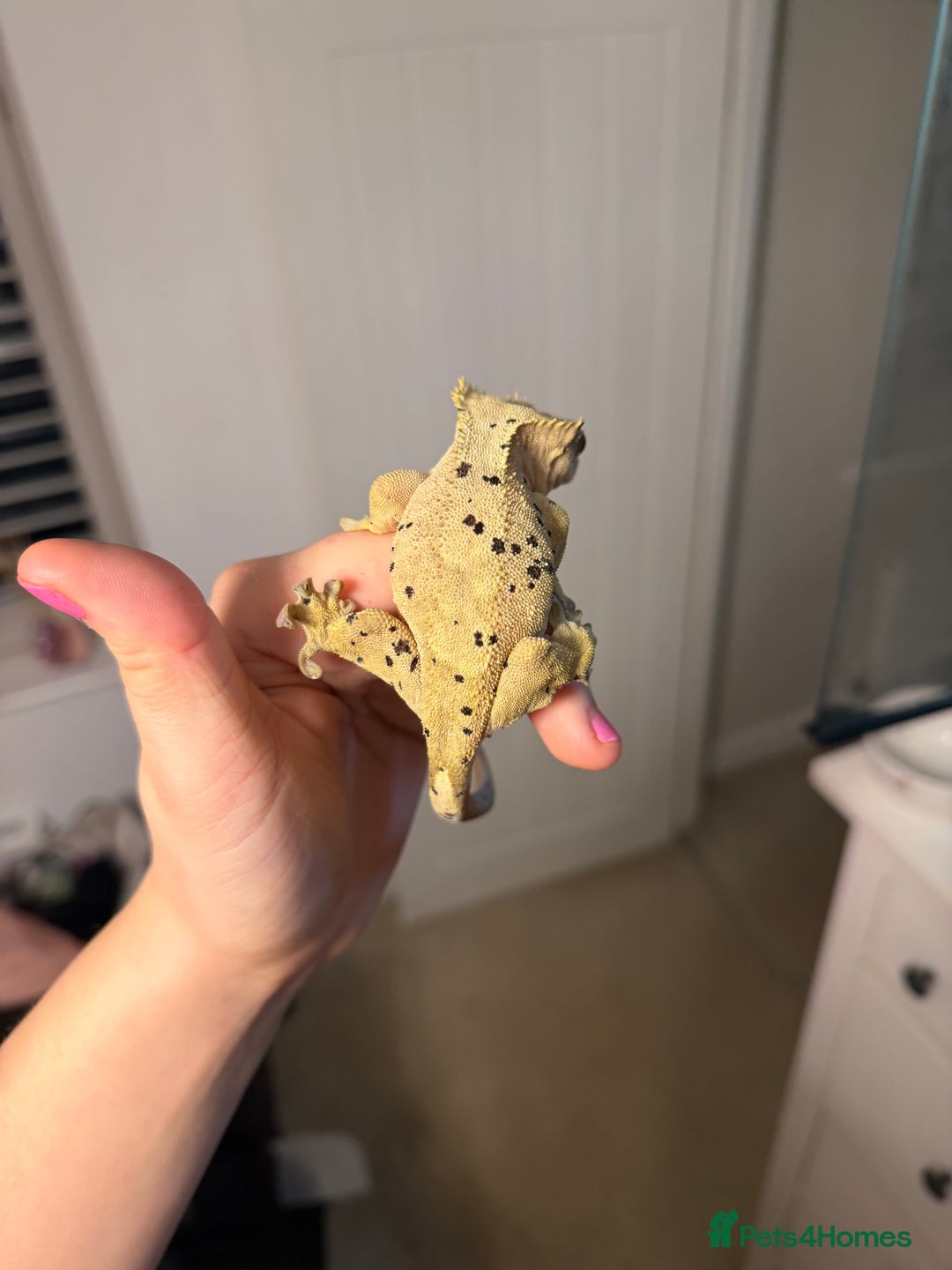 Gecko reptiles for sale: Beautiful Dalmatian Female Crested Gecko  - Advert 6