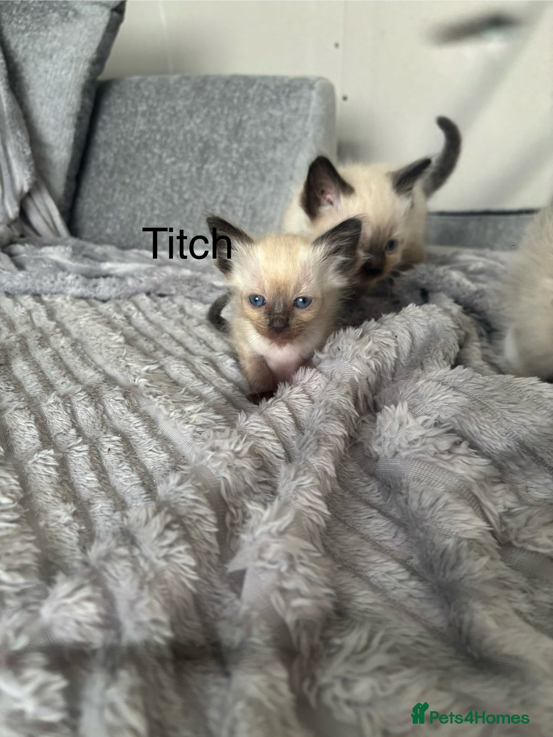 Ragdoll cats for sale: Gorgeous male ragdoll kittens  - Image 11