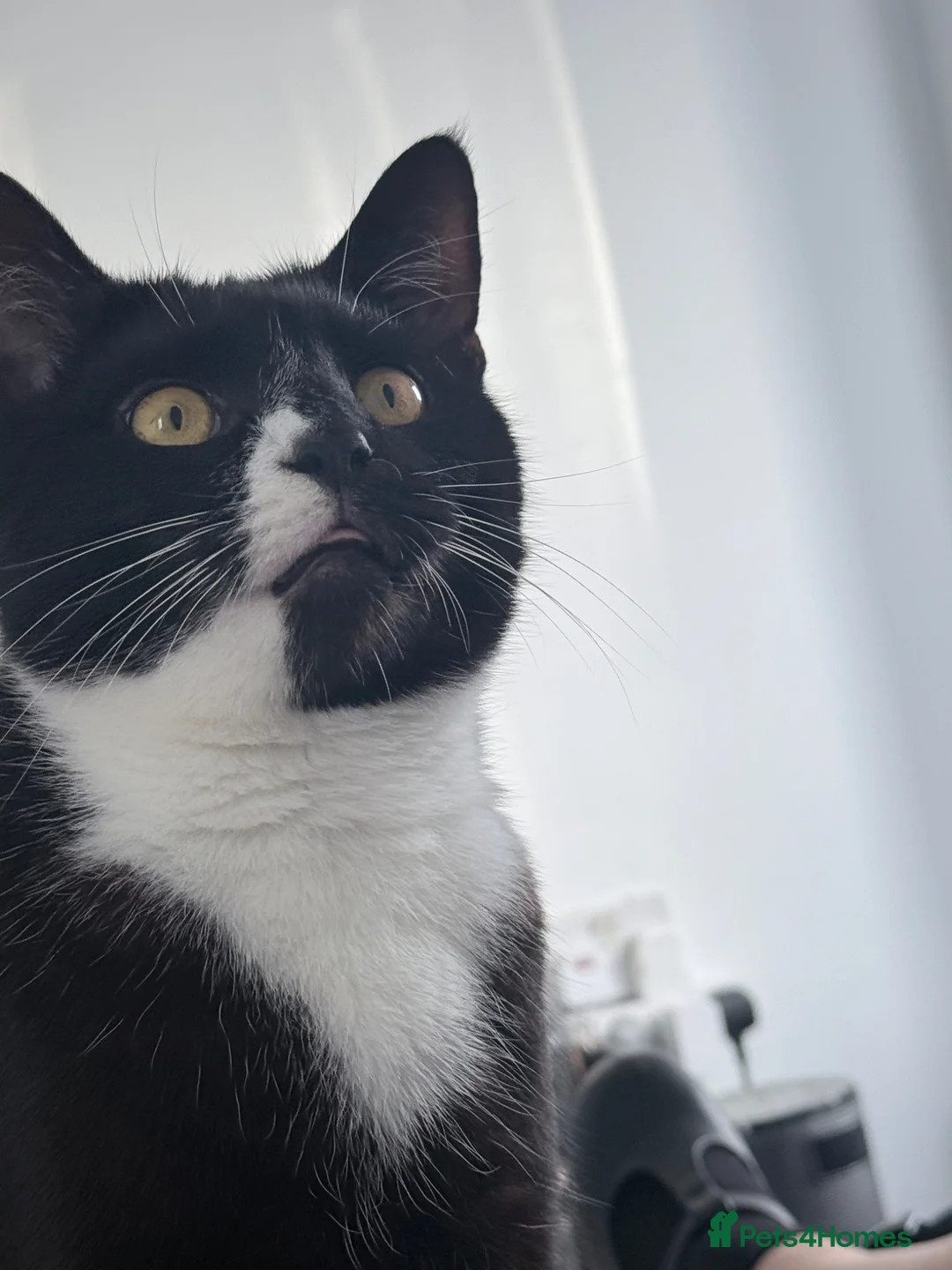 British Shorthair cats for sale: Two sweet one year old cat  - Advert 9