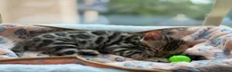 Bengal cats for sale: Bengal kitten for resale - Advert 12