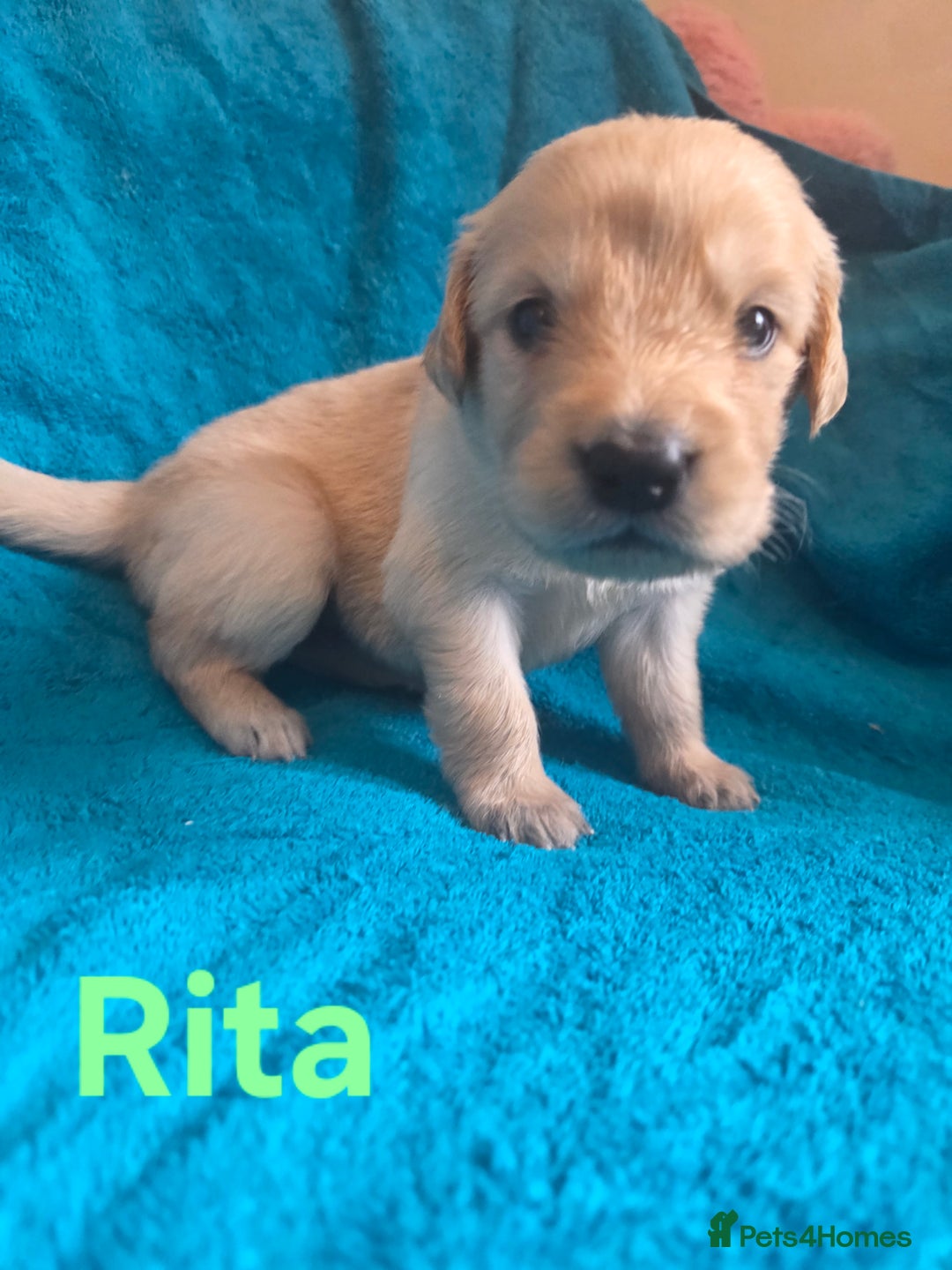 Goldador dogs for sale: Goldador Puppy 5 - Kitanas puppies  - Image 17