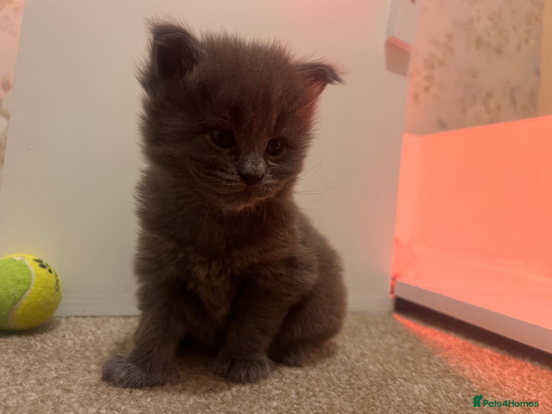 Maine Coon cats for sale: Maine coon kitten for sale - Advert 3