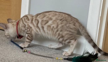 Bengal cats ❤️Outstanding Silver Mink❤️ Female Bengal TICA Reg in Yeovil - Advert 2