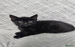 Mixed Breed cats for sale: Kittens for sale - Image 8