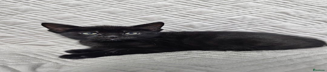 Mixed Breed Kitten 2