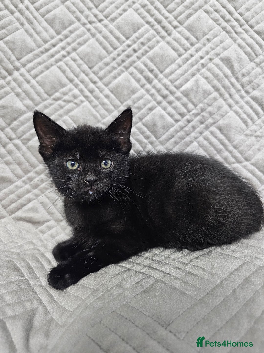 Mixed Breed cats for sale: Kittens for sale - Image 8