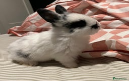 Mixed Breed rabbits for sale: 4 baby bunnies for sale - Image 4