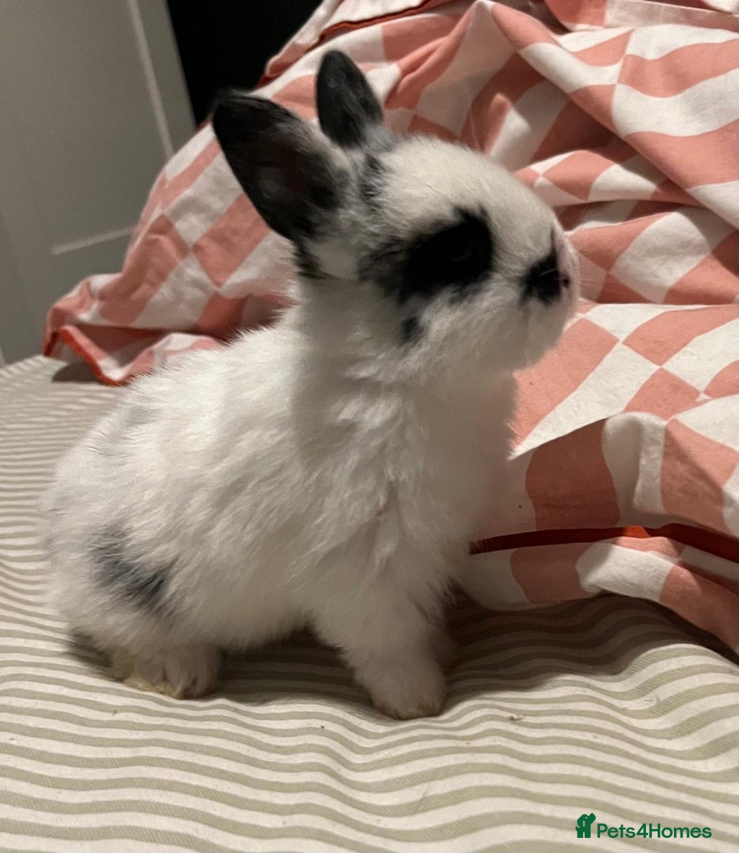 Mixed Breed rabbits for sale: 4 baby bunnies for sale - Image 4