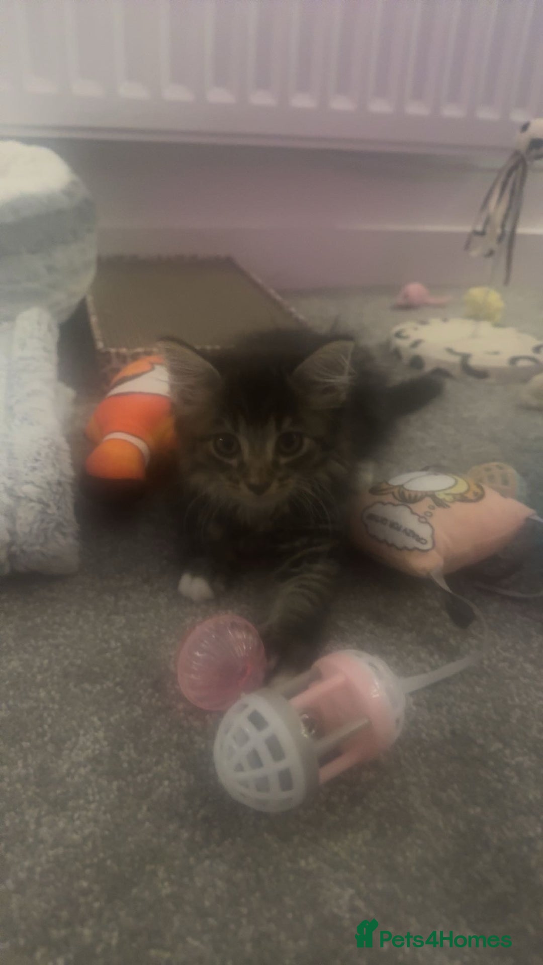 Maine Coon cats for sale: Maine Coon Kitten for sale  - Image 2