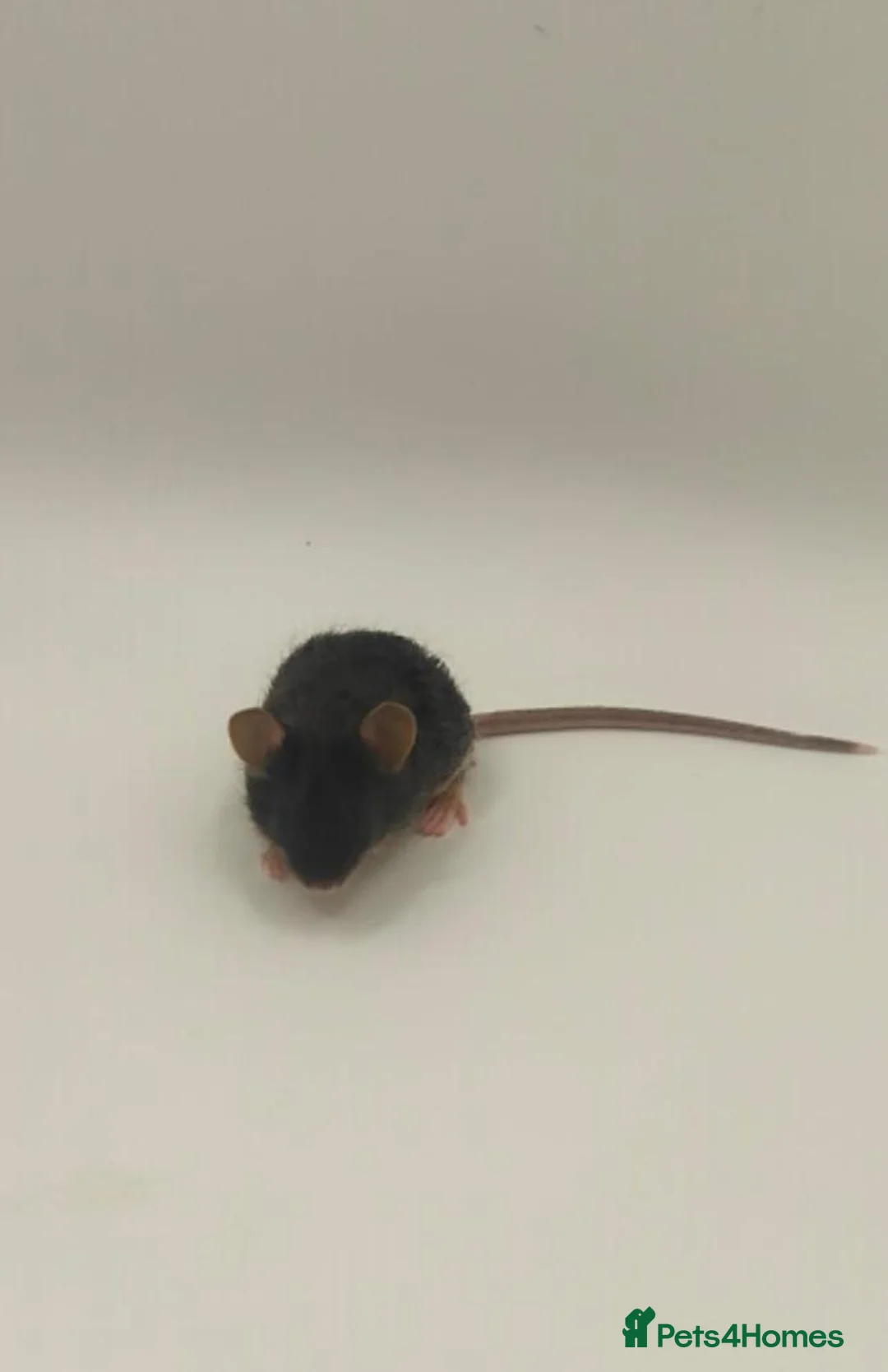Mouse rodents for sale: beautiful friendly mice - Advert 4