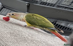 Conures birds for sale: Male conure for sale  - Image 1