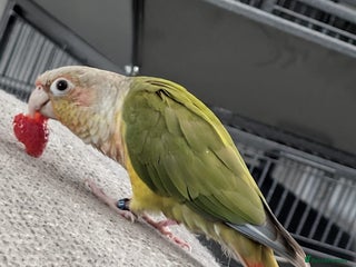 Conures birds for sale - Advert 1