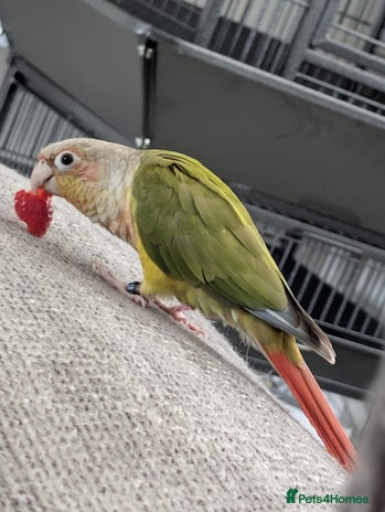 Conures birds - Advert 1