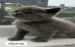 British Shorthair cats for sale: Beautiful Blue British shorthair kittens for sale - Image 9
