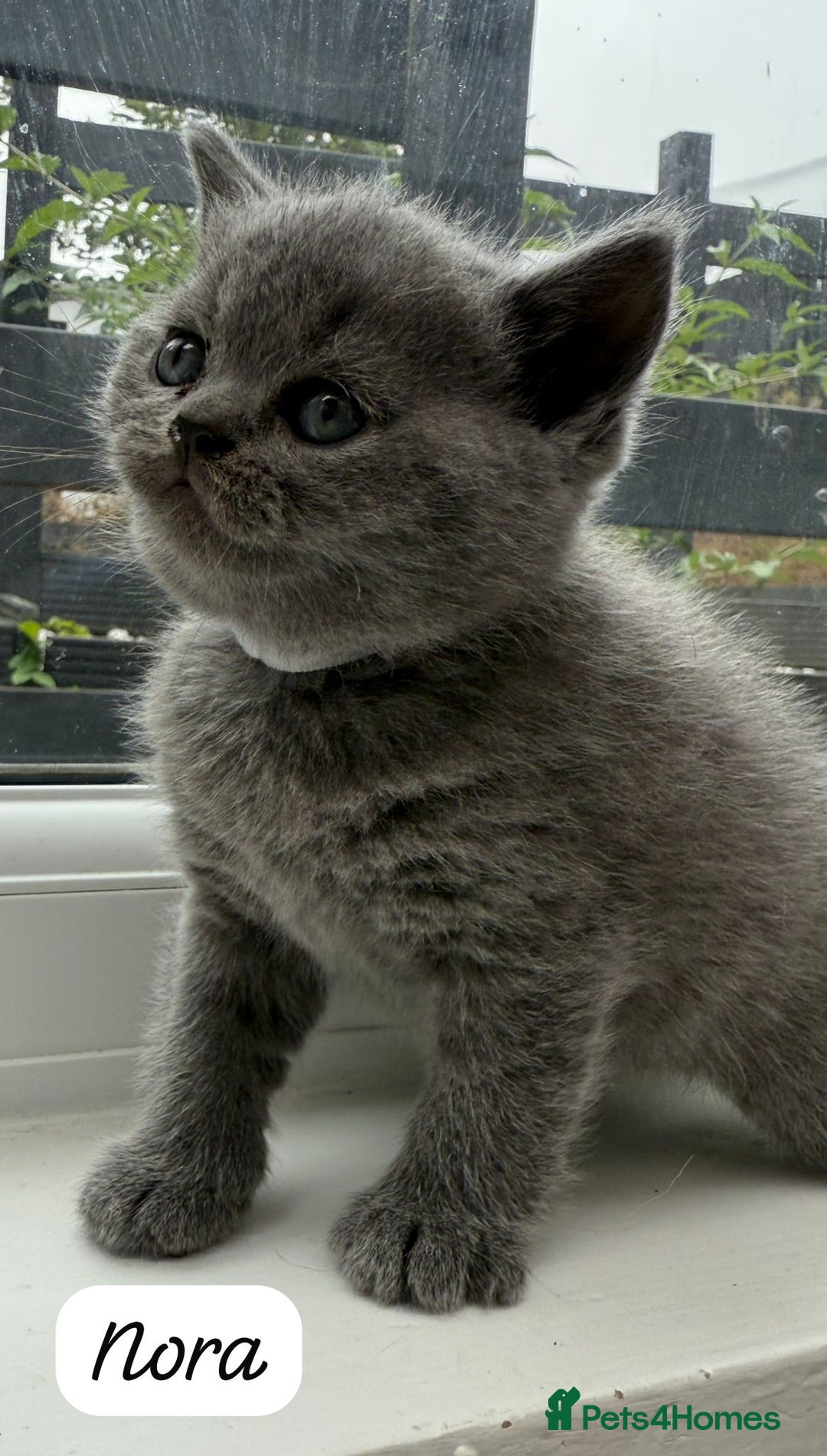 British Shorthair cats for sale: Beautiful Blue British shorthair kittens for sale - Image 9