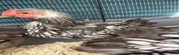 Chickens poultry for sale: Pure Silver Laced Wyandotte Cockerels x 2 in Slough - Advert 2