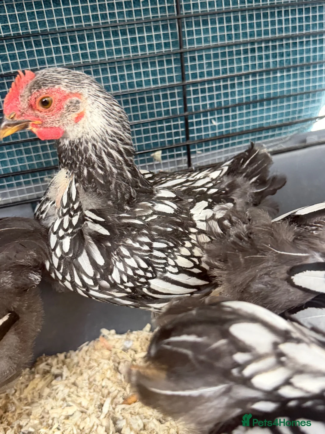 Chickens poultry for sale: Pure Silver Laced Wyandotte Cockerels x 2 in Slough - Advert 2