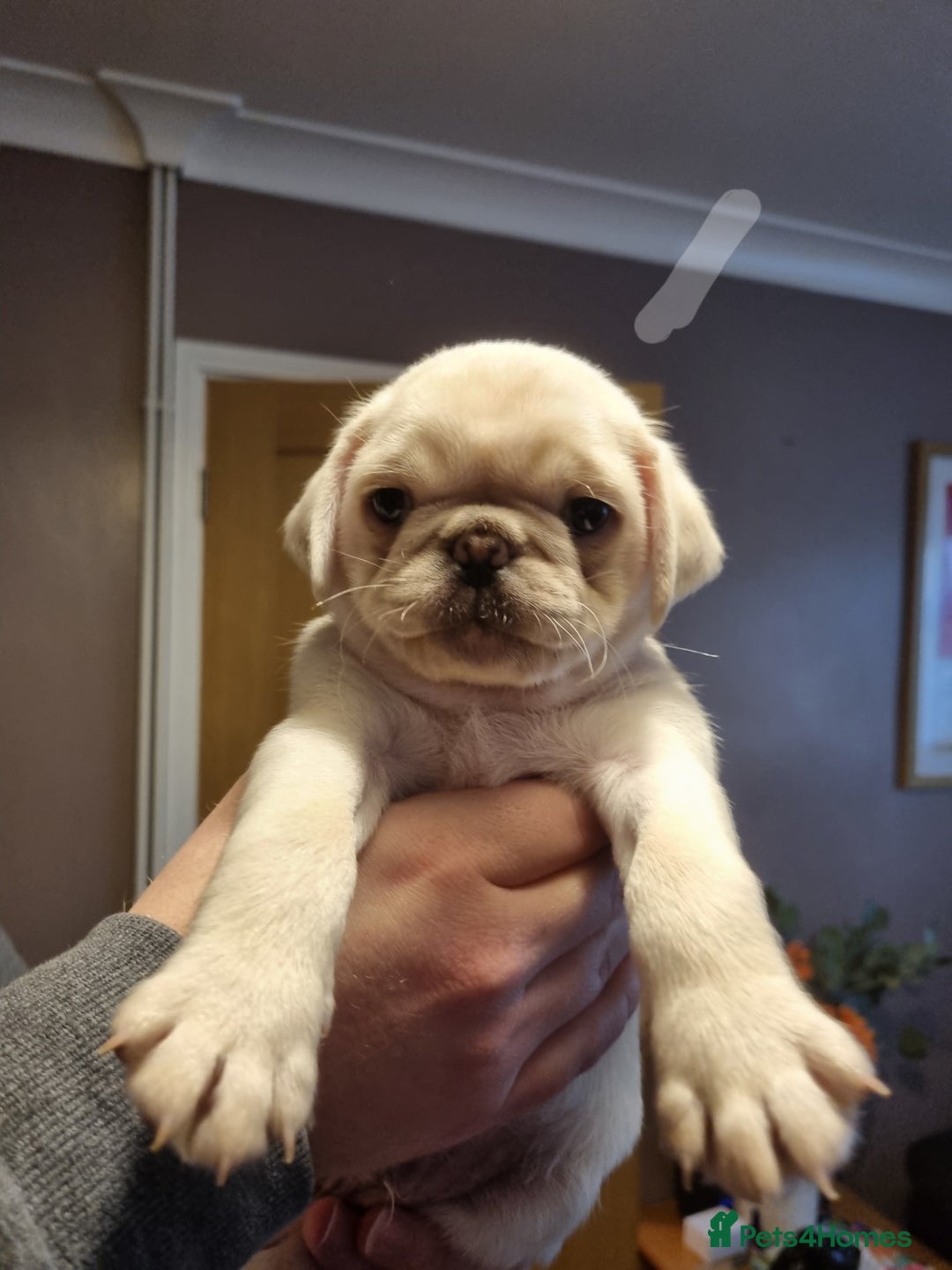 Pug dogs for sale: Pug puppies looking for furever homes - Advert 10