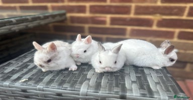Netherland Dwarf rabbits - Advert 7